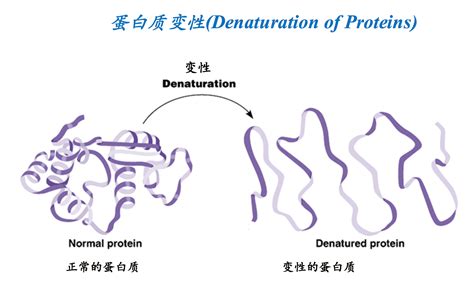 蛋白质变性为何不可逆反应